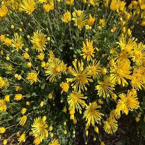 CHRYSANTHEMUM Happy Face